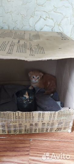 Шотландские вислоухие котята