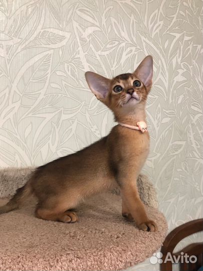 Абиссинская