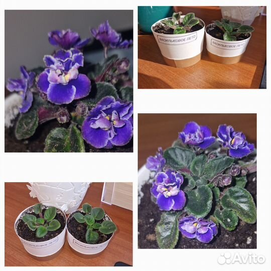 Детки сортовых фиалок