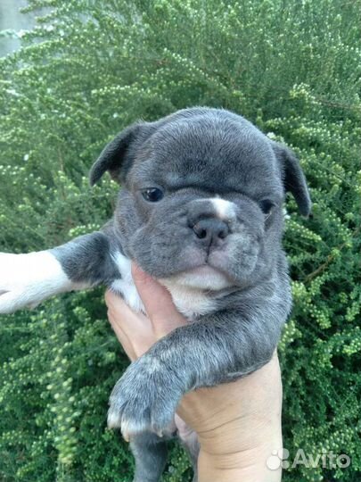 Французский бульдог