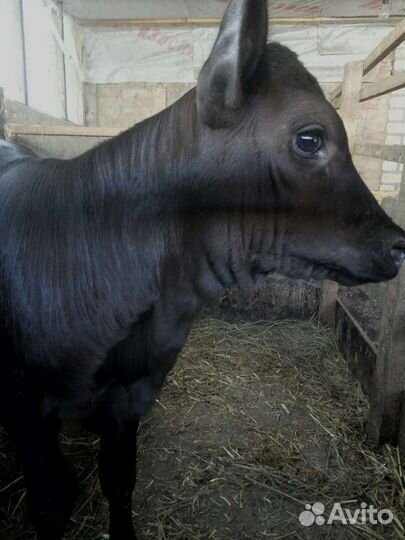 Телочка 1 месяц