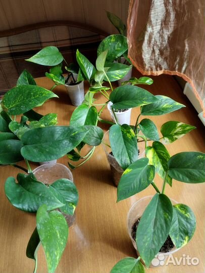 Комнатные цветы