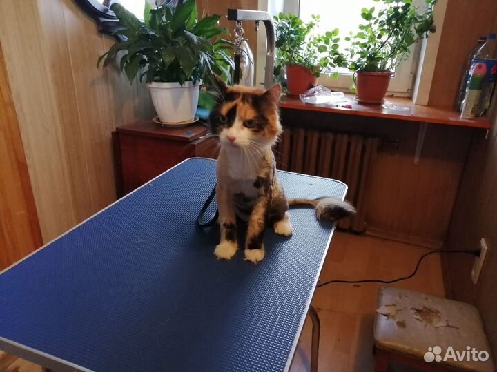 Стрижка кошек И котов груминг