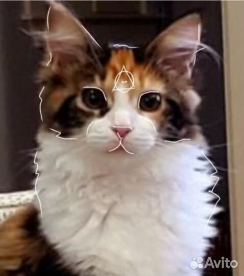 Маска для квадробики трёхцветная кошка+аватарка