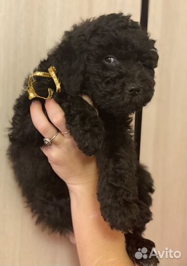 Дредовые охранники пули И комондор