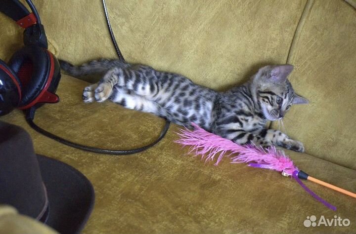 Бенгальская девочка