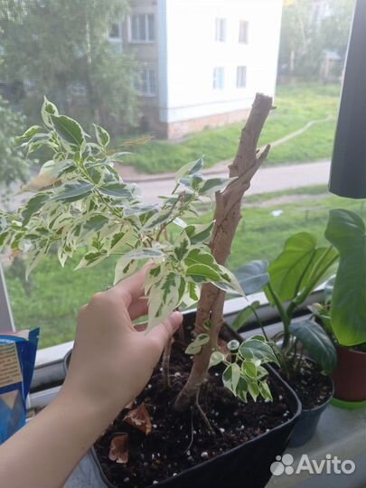 Фикус лакия