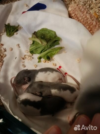 Крысёнок дамбо