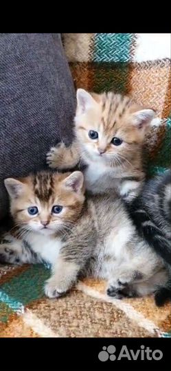 Котята британчики