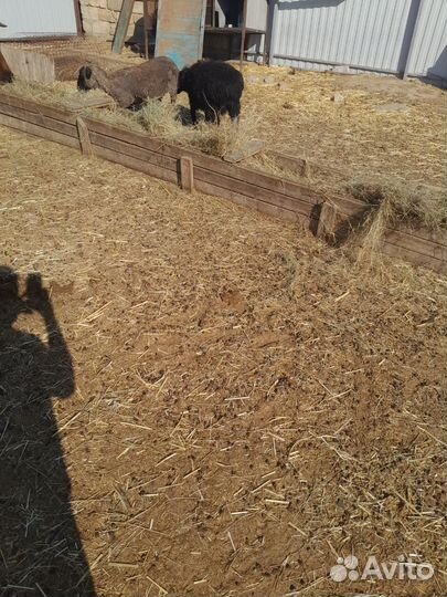 Овцы ягнята