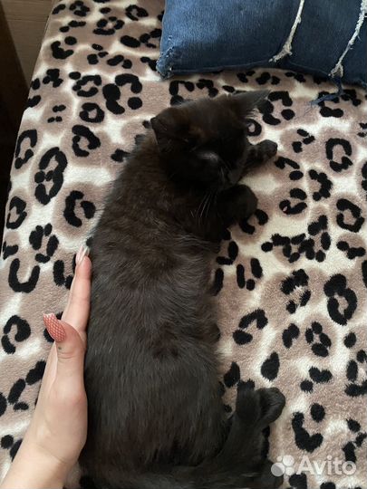 Котята в добрые руки приучены к лотку