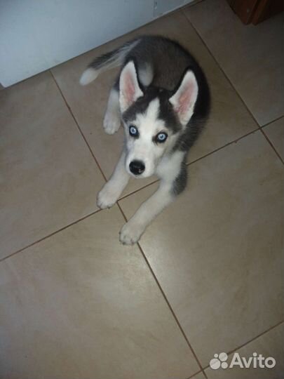 Щенок сибирской хаски