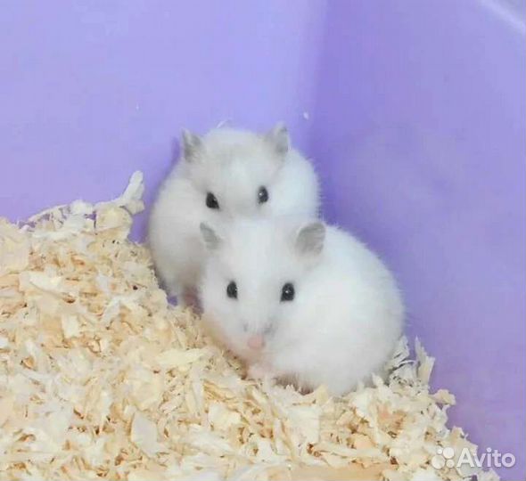 Цветные джунгарики