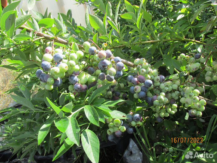 Голубика. Саженцы с зкс