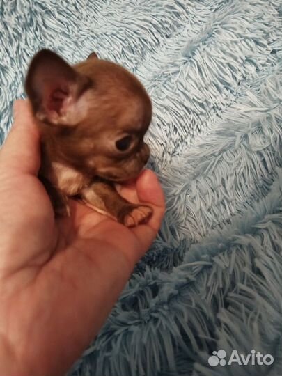 Супер мини чихуахуа