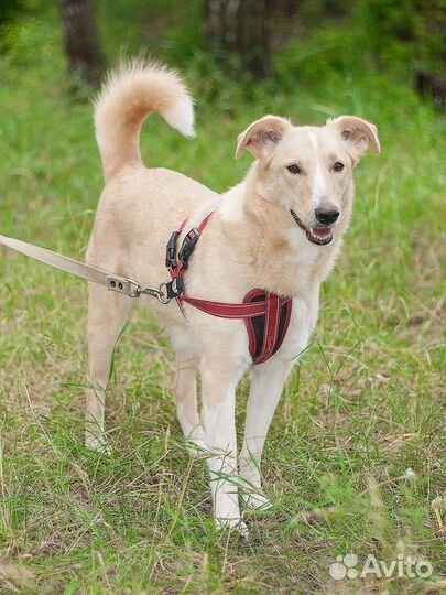 Домашняя собачка ждёт в приюте