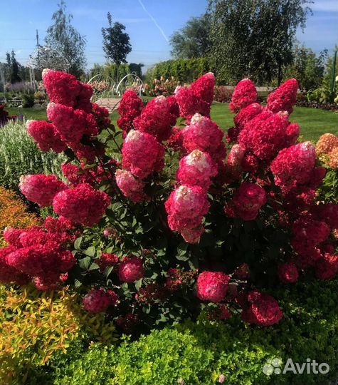 Гортензия Самарская Лидия