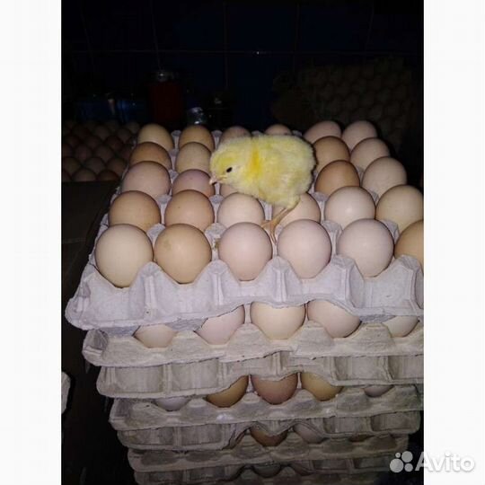 Птица, яйцо