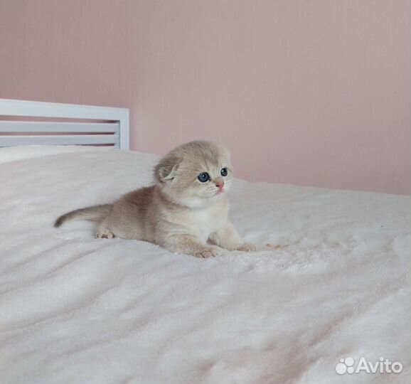 Шотландская девочка