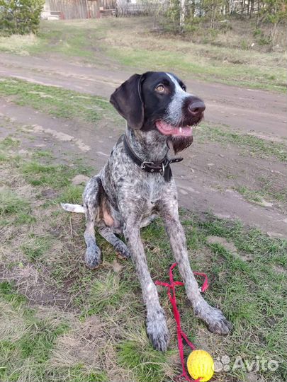 Дратхаар вязка