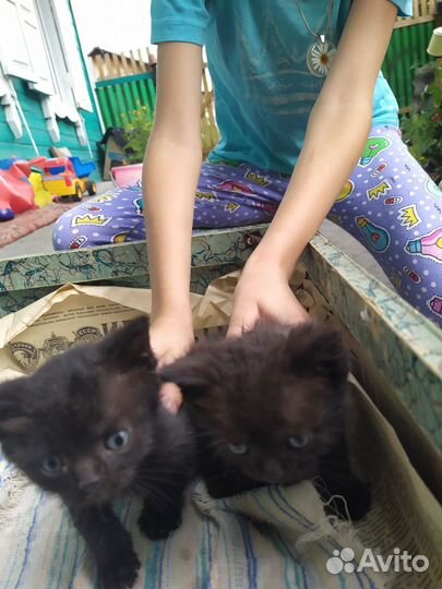 Черный котенок в дар. мальчик