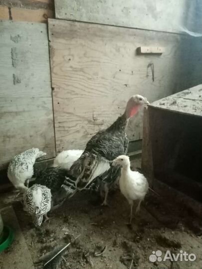 Индюшата. Возраст 1,5. Не инкубатор