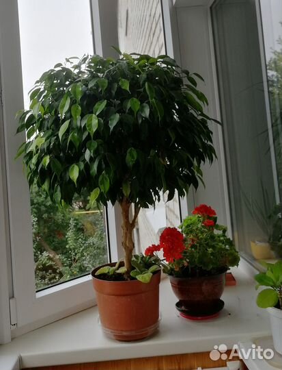 Комнатные домашние растения