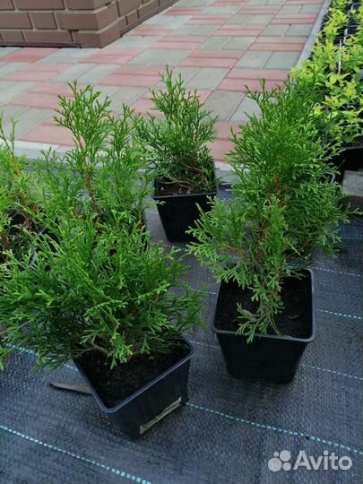 Саженцы туи Смарагд