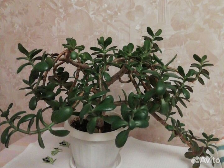 Денежное дерево (крассула толстянка)