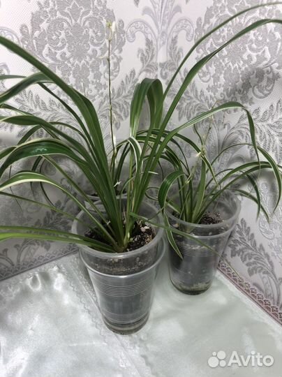 Хлорофитумы, Церопегия