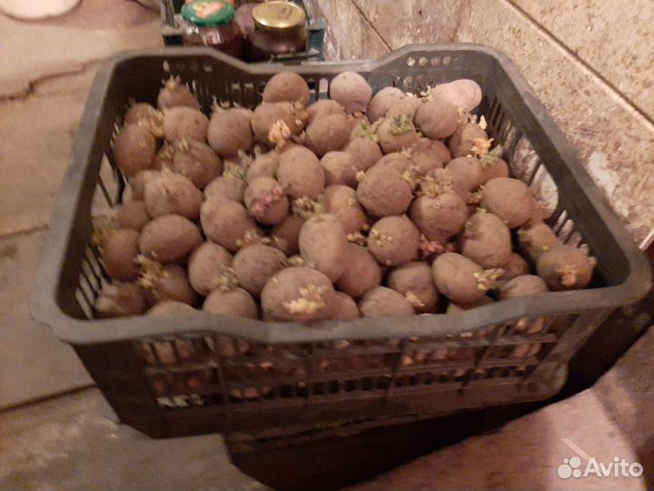 Семенной картофель