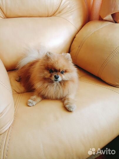 Шпиц мини вязка