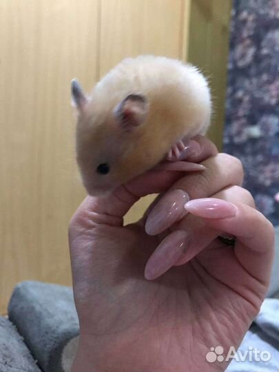 Сирийский хомяк с клеткой