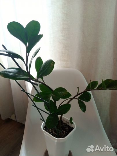 Замиокулькас