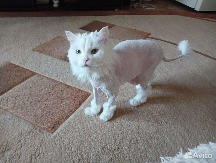 Стрижка кошек