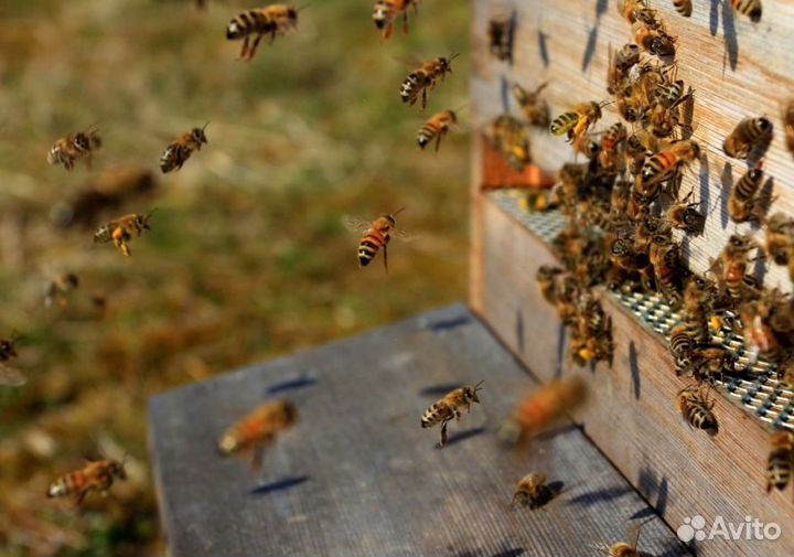 2024 Мед натуральный с Алтая опт