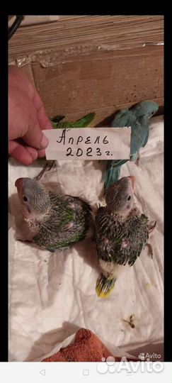 Ожереловый попугай выкормыш