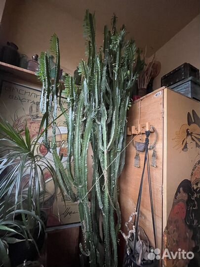 Кактус Молочай