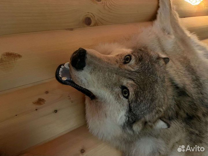 Шкура волка имитация