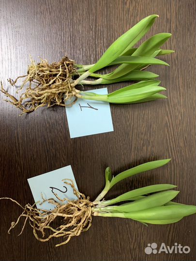 Орхидея каттлея