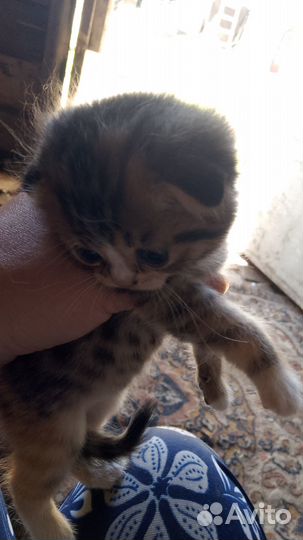 Отдам котяток