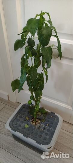 Перец комнатный в горшке