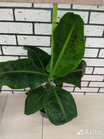 Банан комнатный
