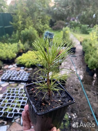 Саженцы сибирского кедра сосна кедровая