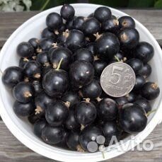 Саженцы смородины