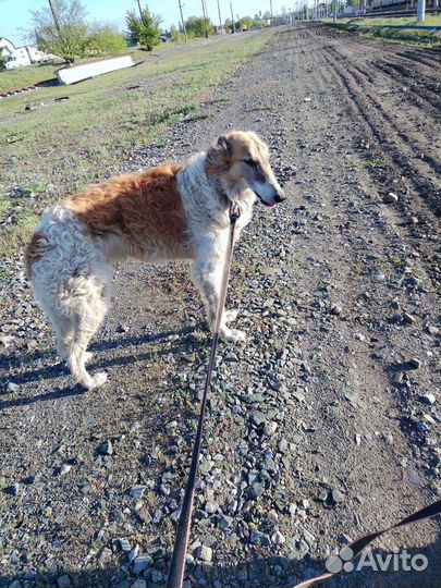 Отдаю бесплатно собаку