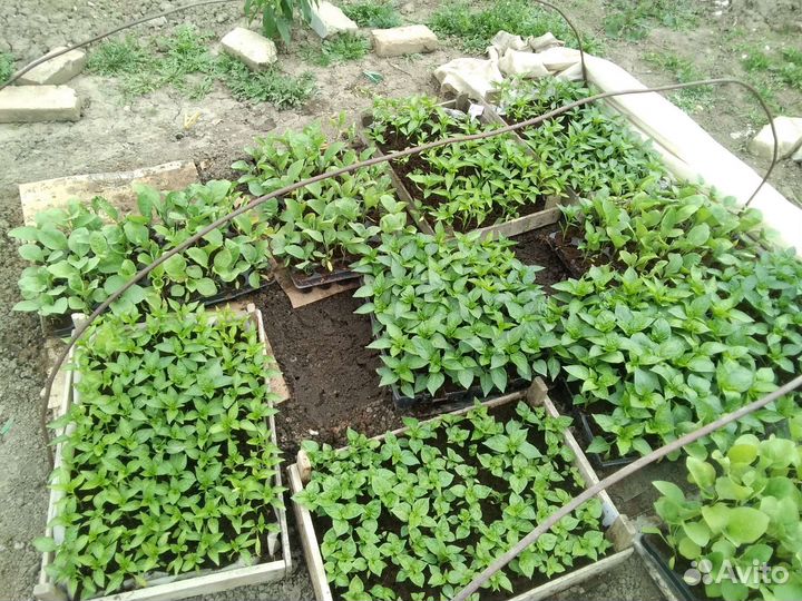 Продаётся рассада