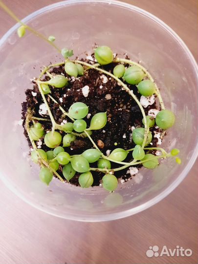 Комнатные растения редкие