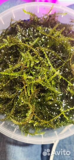 Яванский мох