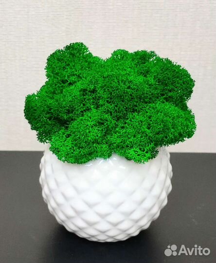 Кашпо со стабилизированным мхом